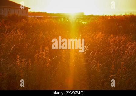 Sonnenuntergangsstrahlen über Blättern im Zuidplaspolder in den Niederlanden Stockfoto