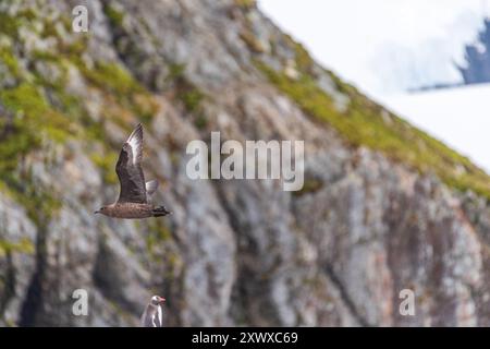 Telephoto eines fliegenden braunen Skua-Stercorarius antarcticus. Das Bild wurde in der Nähe der Cuverville-Insel auf der antarktischen halbinsel aufgenommen Stockfoto