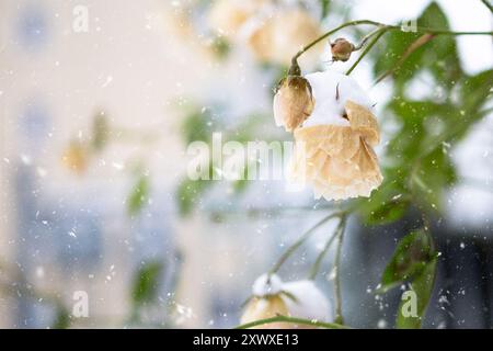 Eine gelbe Rose auf einem Busch im Winter bedeckt mit Schnee während eines Schneefalls, Platz für Text Stockfoto