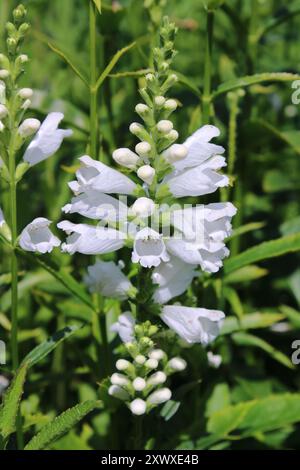 Gehorsame Pflanze (Physostegia virginiana „Alba“) Stockfoto