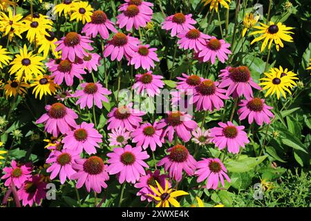 Coneflower (Echinacea purpurea „Powwow Wild Berry“) Stockfoto