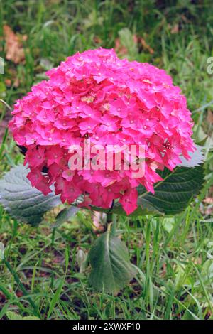 Hortensie macrophylla im Garten. Lila blühende Blume. Bush im Gewächshaus. Sonniger Tag. Stockfoto