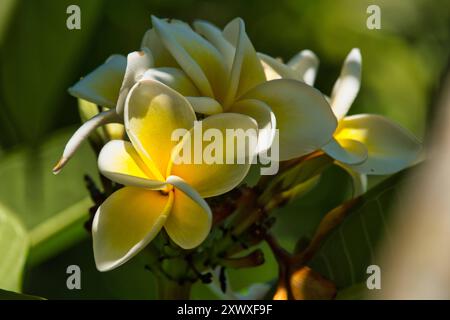 Tempelbaum, Frangpani *** Tempelbaum, Frangpani Stockfoto