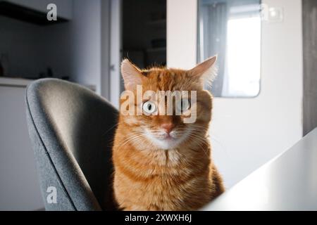 Lustige süße Ingwerkatze, die auf dem Stuhl sitzt und in die Kamera schaut Stockfoto