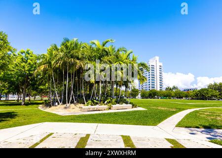 Palmengruppe im Pride Park, Miami Beach, Florida, USA Stockfoto