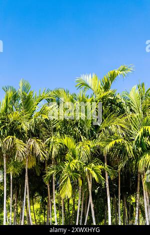 Palmengruppe im Pride Park, Miami Beach, Florida, USA Stockfoto