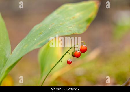 Herbstrote Maiglöckchen der Talbeeren auf grünem Hintergrund. lily aus dem Tal Samen Stockfoto