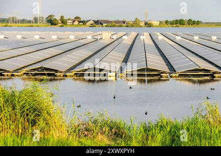 Zwolle, Niederlande, 8. August 2024: Große Auswahl an Solarpaneelen, die in der goldenen Stunde an einem Sommerabend auf einem See schwimmen Stockfoto