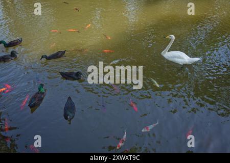 Ein wunderschöner weißer Schwan schwimmt in einem See auf einem Hintergrund von blauem Wasser an einem sonnigen Tag. Im Frühjahr schwan, weiße und schwarze Wasservögel im See oder Rive Stockfoto