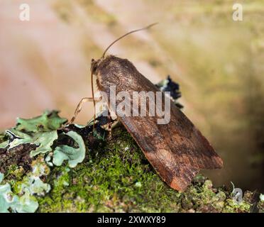 Die etwas breiter gefasste gelbe Unterflügelmotte Noctua janthe, die auf einem moosigen und lichtechten Ast ruht Stockfoto