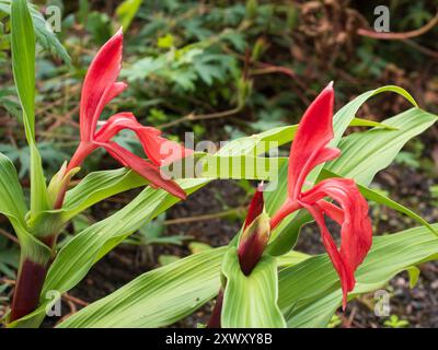 Spätsommerblüten der ausgewählten Form des harten Dauergummis, Roscoea purpurea 'Red Gurkha' Stockfoto