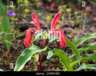 Spätsommerblüten der ausgewählten Form des harten Dauergummis, Roscoea purpurea 'Red Gurkha' Stockfoto