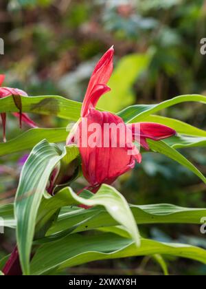 Spätsommerblüten der ausgewählten Form des harten Dauergummis, Roscoea purpurea 'Red Gurkha' Stockfoto