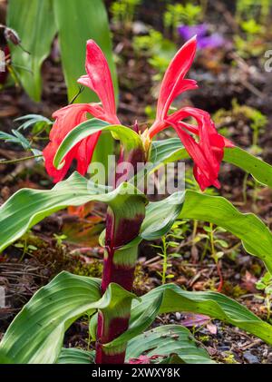 Spätsommerblüten der ausgewählten Form des harten Dauergummis, Roscoea purpurea 'Red Gurkha' Stockfoto