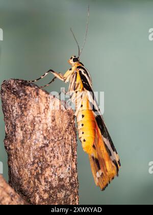 Seitenansicht einer ruhenden UK Jersey Tiger Motte, Euplagia quadripunctaria, mit rötlich gelbem Thorax Stockfoto