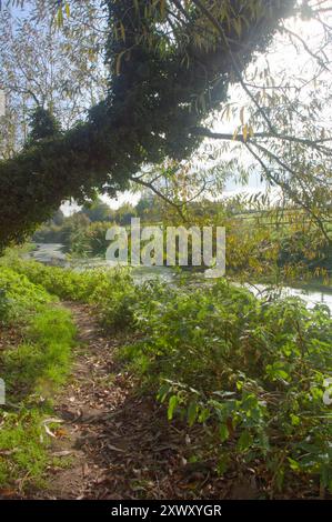 Herbstfarben entlang des Fußwegs am kristallklaren Little Ouse River zwischen Brandon und Santon Downham, Suffolk, Großbritannien. Stockfoto