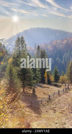 Herbstsonnenlicht zieht durch einen dichten Wald mit immergrünen und einem rustikalen Zaun. Schönheit der Natur. Hintergrund des Kopierbereichs. Stockfoto