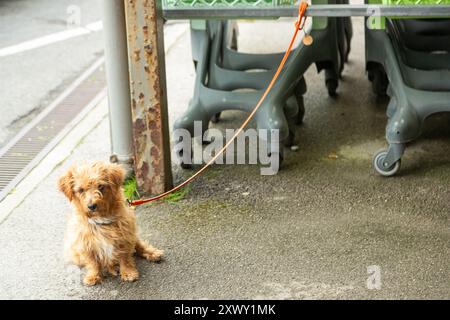 Ein Hund an der Leine, vor einem Laden, der auf den Besitzer wartet. Stockfoto