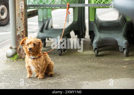 Ein Hund an der Leine, vor einem Laden, der auf den Besitzer wartet. Stockfoto