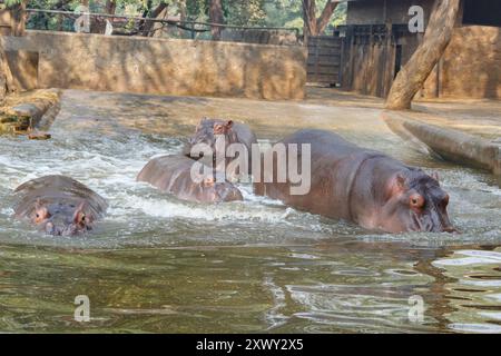 Eine Gruppe junger Flusspferde, die sich beim Spielen im Wasser amüsieren Stockfoto