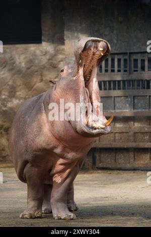 Ein gähnender Nilpferd (Hippopotamus amphibius) öffnet seine Kiefer weit in einem Zoogehege Stockfoto