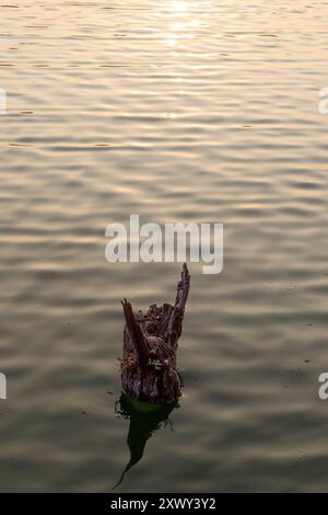 Einsamer Baumstumpf in goldenen Reflektionen. Minimalistische Naturszene mit Baumstumpf und Reflexen Stockfoto