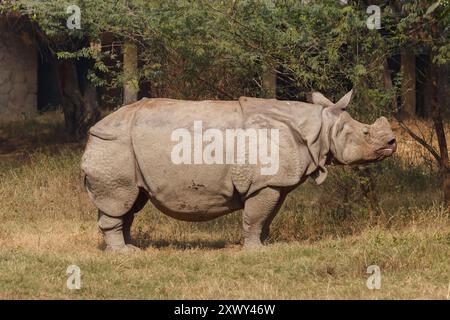 Ein weißes Nashorn weidet auf freiem Feld Stockfoto