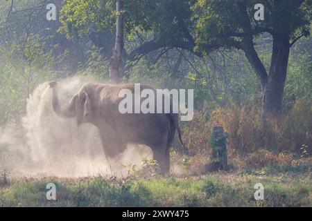 Elefant genießt ein Sandbad in seinem natürlichen Lebensraum Stockfoto