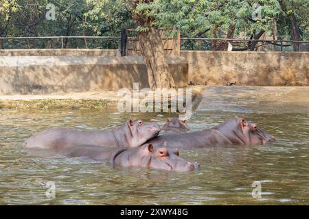 Eine Gruppe junger Flusspferde, die sich beim Spielen im Wasser amüsieren Stockfoto