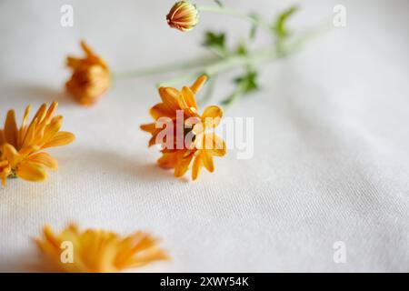 Nahaufnahme Orange Chrysanthemen Blumen, selektiver Fokus Stockfoto