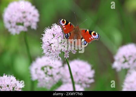 Pfauenfalter saß auf einem blassrosa lila allium. Stockfoto