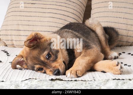 Ein flauschiger, brauner roter Welpe kaut spielerisch an einem handgefertigten gewebten Teppich auf einem weichen Bett. Hundeverhaltenskonzept. Gemütliche Atmosphäre, perfekt für Tierliebhaber, S. Stockfoto