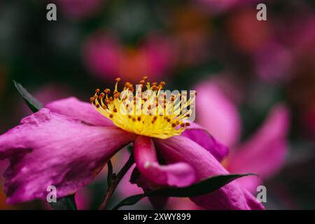 Teebaum oder immergrüner Sträucher Camellia sasanqua mit hellrosa Knospen, Blütenstempeln und Staubblättern aus der Nähe. Blühende Blütenknospen Makroaufnahme. Tapete mit Blumenmuster. Stockfoto