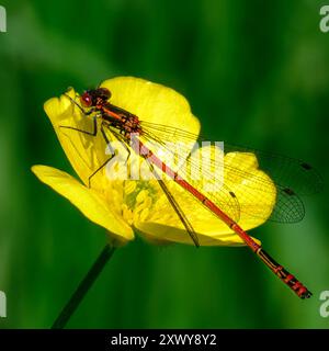 Roter gemeiner Darter - Sympetrum striolatum auf gelber Butterblume Stockfoto