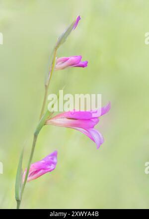 Gladiolus (Gladiolus illyricus), Gigor-et-Lozeron, Auvergne-Rhône-Alpes, Frankreich. Stockfoto