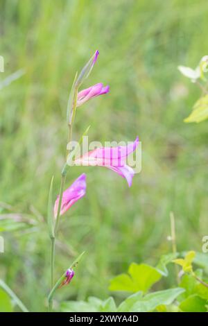 Gladiolus (Gladiolus illyricus), Gigor-et-Lozeron, Auvergne-Rhône-Alpes, Frankreich. Stockfoto
