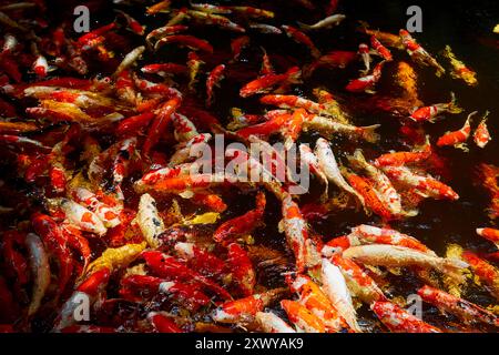 Gruppe von Koi-Karpfen, die im Teich schwimmen Stockfoto