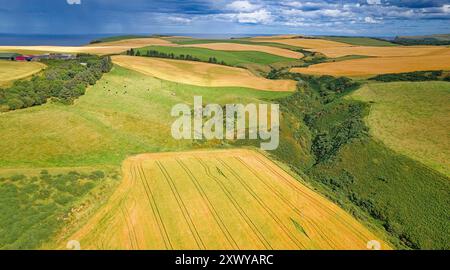 Gerstenfelder Aberdeenshire Schottland im Sommer mit sich näherndem Regen und Wolken über ungeschnittenen Ernten in der Nähe von Crovie Village Stockfoto