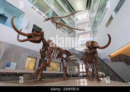 Männliche und weibliche Mastodon-Fossilien im Atrium des University of Michigan Museum of Natural History, Ann Arbor Michigan USA Stockfoto