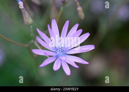 Wildsalat (Lactuca virosa), Crozes-Eremitage, Auvergne-Rhône-Alpes, Frankreich. Stockfoto