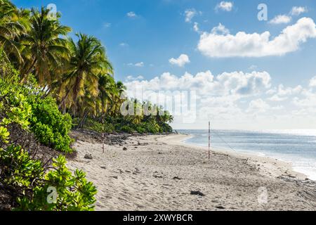 Tropische Kokospalmen am Strand auf Fuvahmulah Island, Malediven. Stockfoto