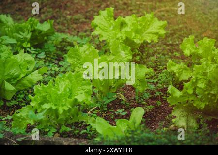 In einem kleinen Garten blüht ein lebendiger Bio-Salat, der die Frische und Vitalität der selbst angebauten Produkte zum Ausdruck bringt. Stockfoto