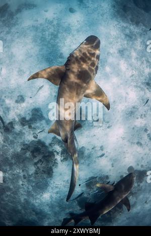 Ammenhai schwimmt unter Wasser im Ozean über dem sandigen Meeresgrund. Stockfoto