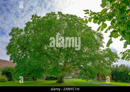 Ein großer alternder englischer Walnussbaum, Juglans regia, stehend hoch, die Figur steht im Kontrast vor dem Hintergrund des blauen Himmels und der Wolken, Sommerabdeckung Stockfoto