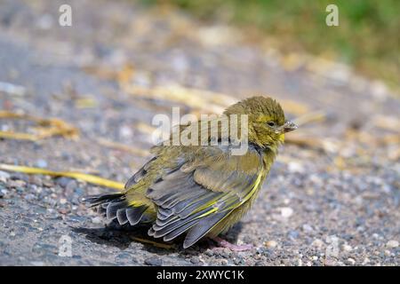 Ein Goldfinch, Carduelis carduelis, liegt auf einer Landstraße, isoliert, ein kleiner grüner Vogel ruht auf einem felsigen Boden mit gelbem Stroh Stockfoto