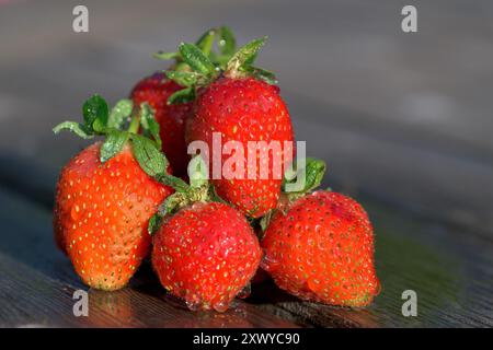 Nahaufnahme einer Gruppe frischer reifer Erdbeeren mit Blättern auf einer rustikalen Holzoberfläche, die ihre leuchtende rote Farbe und natürliche Textur hervorhebt Stockfoto
