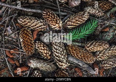 Tannenzapfen und Nadeln auf dem Waldboden, Teesdale, County Durham, Großbritannien Stockfoto