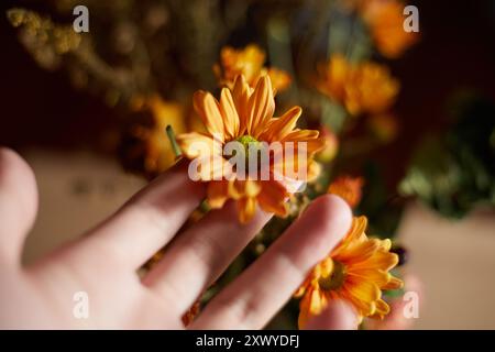 Nahaufnahme Orange Chrysanthemen Blumen, selektiver Fokus Stockfoto