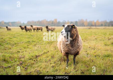 Porträt eines neugierigen Schafes. Porträt eines Schafes, das auf einem Feld steht. Landschaftspfleger. Biosphärenreservat Westestnisches Archipel. Herbst Backgro Stockfoto