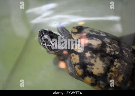 Wunderschöne und farbenfrohe Tiere, die in einem Aquarium für Süßwassertiere und Fische leben. Eine grüne Süßwasserschildkröte, die in einem Glasaquar schwimmt Stockfoto